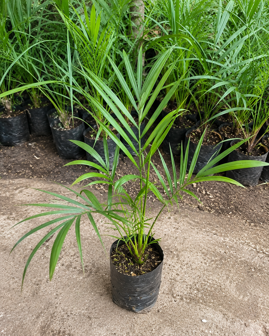 Date Palm Fruit Plant